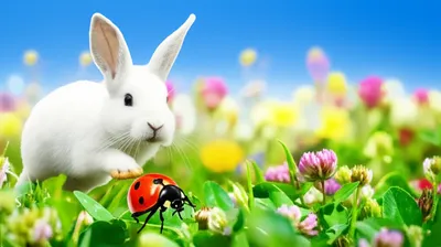 Illustration hops - Image 1