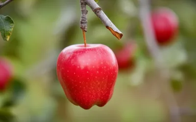 Illustration lopped - Image 1