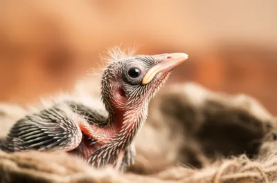 Illustration downs - Image 1