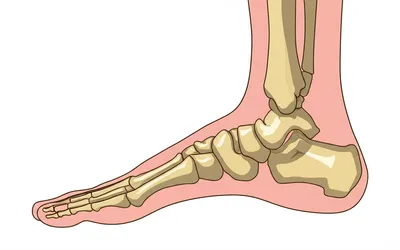 Illustration metatarsal - Image 1