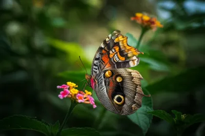 Illustration mutants - Image 1