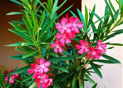 Illustration rhododendrons