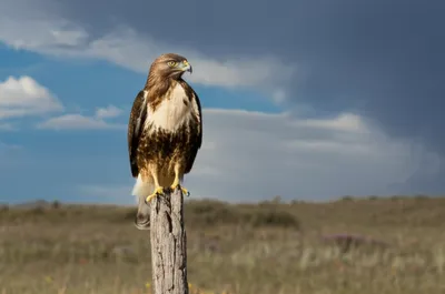 Illustration weathered - Image 1