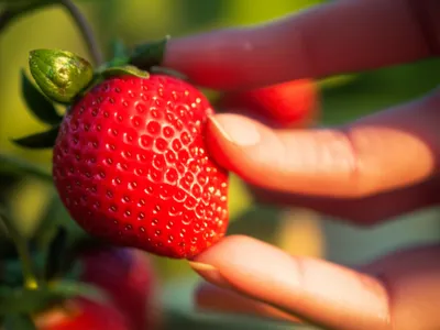 Illustration tasted - Image 1