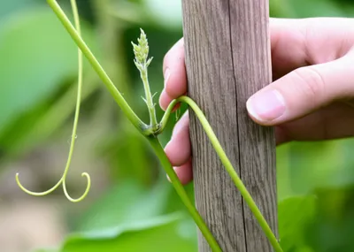 Illustration twisting - Image 1