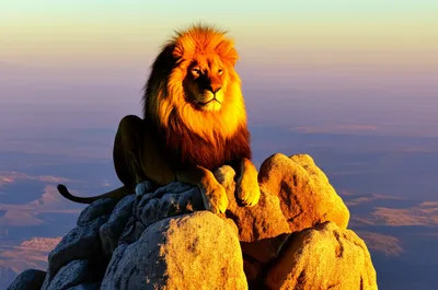 Illustration kings - Image 1