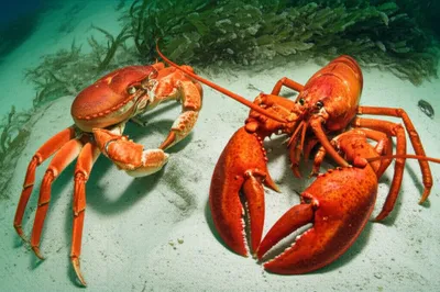 Illustration decapod - Image 1