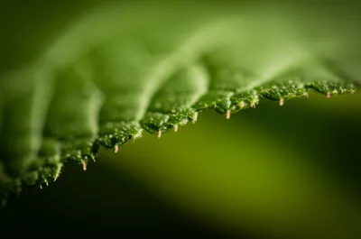 Illustration serrate