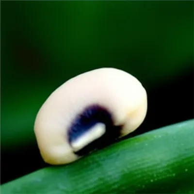 Illustration eyes - Image 1