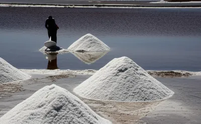 Illustration bittern - Image 1