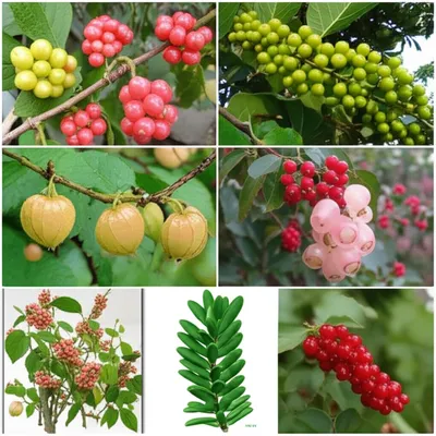 Illustration gooseberries - Image 1