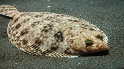 Illustration flukes - Image 1