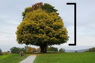 Illustration foliage - Image 2