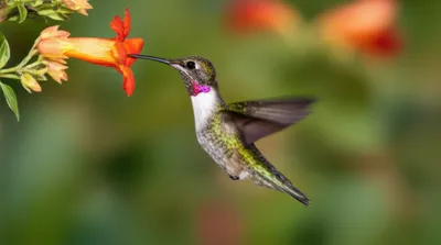 Illustration speeds - Image 1