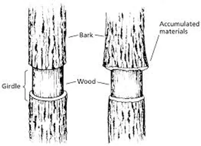 Illustration girdle - Image 3