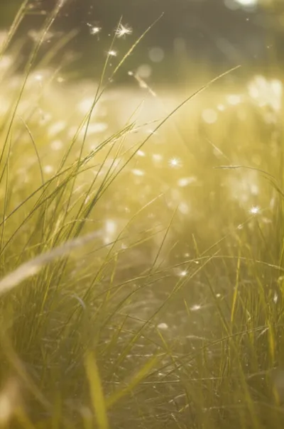 Illustration gales - Image 1