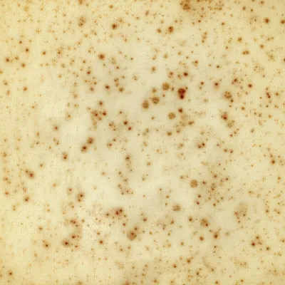 Illustration foxes - Image 1