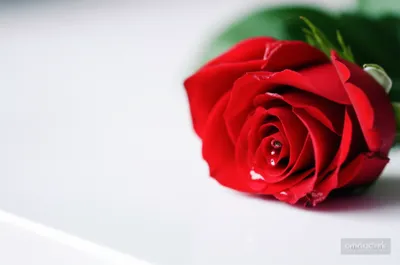 Illustration bleeding - Image 1