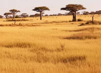 Illustration savanna