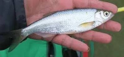 Illustration bleak - Image 2