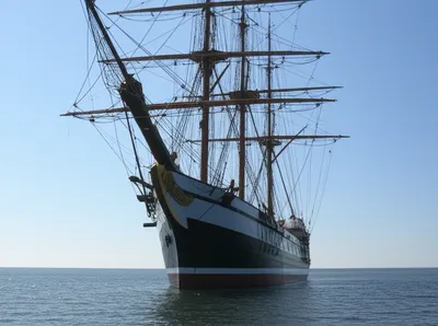 Illustration hog - Image 1