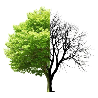 Illustration thinned - Image 1