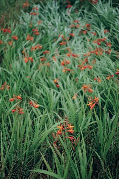 Illustration crocosmias - Image 2