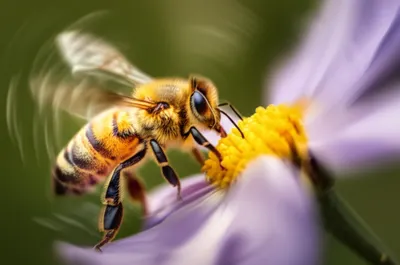 Illustration buzzing - Image 1