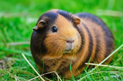 Illustration sow - Image 1