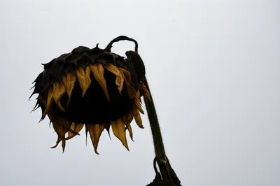 Illustration downer - Image 1