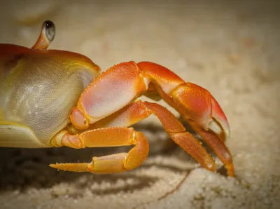 Illustration peduncles - Image 1