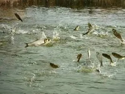 Illustration stew - Image 2