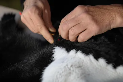 Illustration vair - Image 1