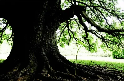 Illustration outgrew - Image 1