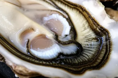 Hình ảnh minh họa beards - Ảnh 1