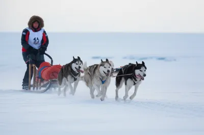 Illustration musher - Image 1