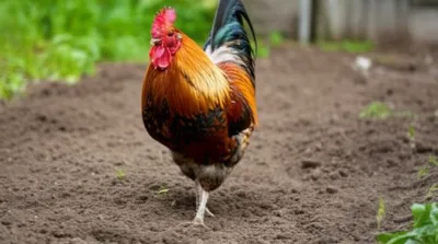 Illustration feather - Image 1