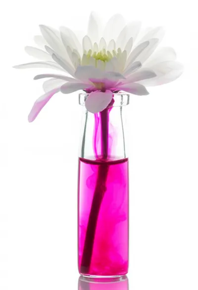 Illustration pinking - Image 1