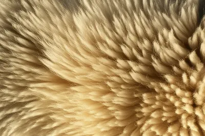 Illustration wooly - Image 1