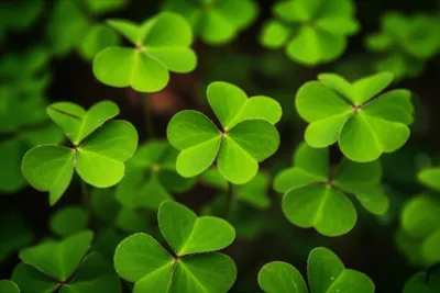 Illustration trefoil - Image 1