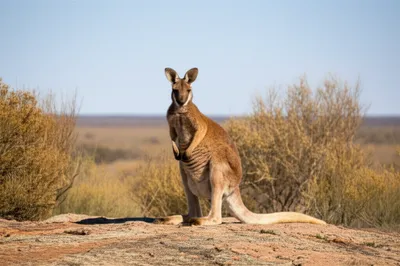 Illustration euro - Image 1