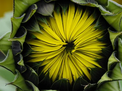 Illustration inflorescences - Image 1