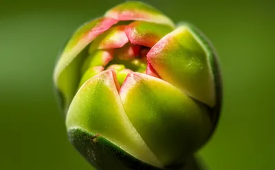 Illustration unfolded - Image 1