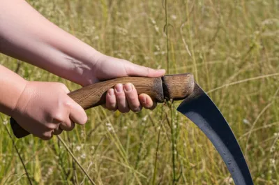 Illustration nibs - Image 1