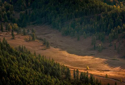 Illustration forested - Image 2