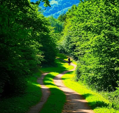 Illustration trails - Image 1