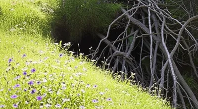 Illustration earths - Image 1