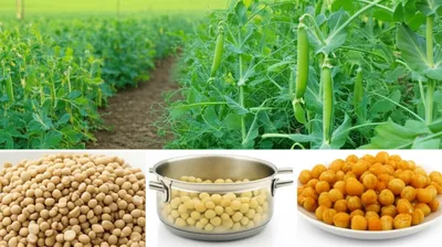 Illustration carlins - Image 1