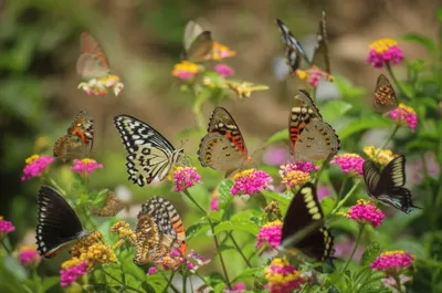 Illustration nymph - Image 1