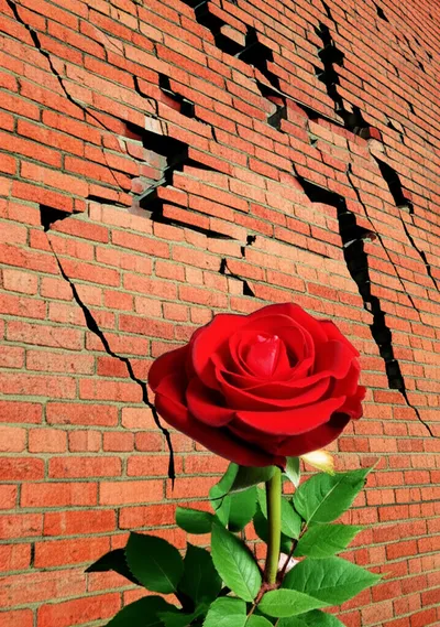 Illustration shit - Image 1